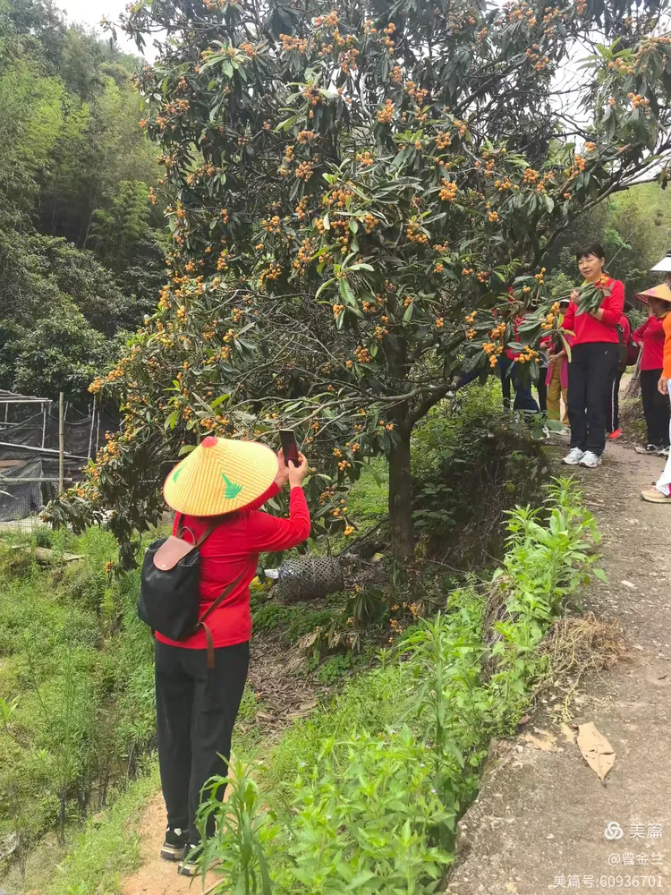 枇杷树下，快乐满载